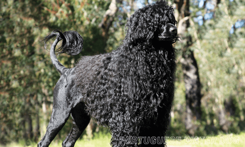 Hypoallergenic dog breeds