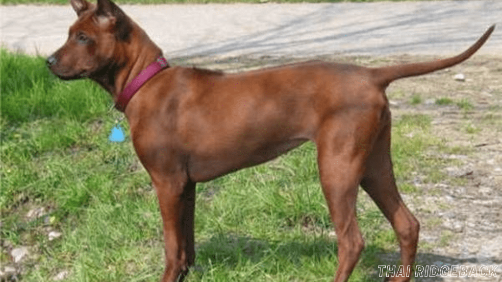 Rare dog breeds