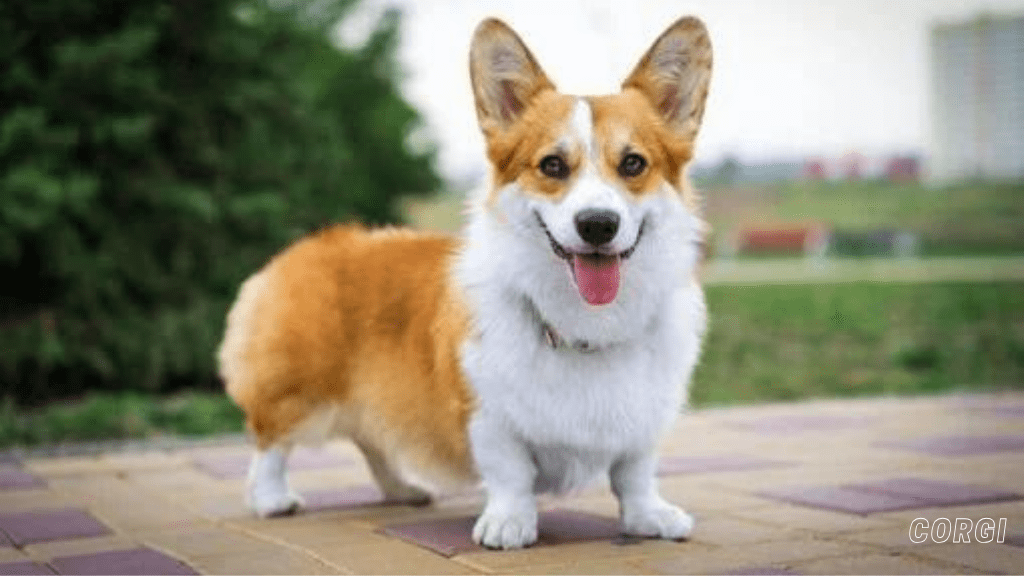 best small dog breeds for apartment