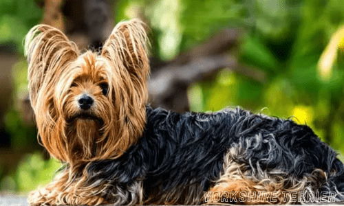 Hypoallergenic dog breeds