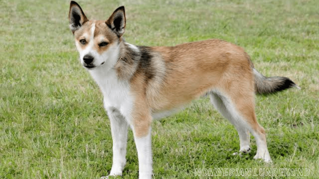 Rare dog breeds