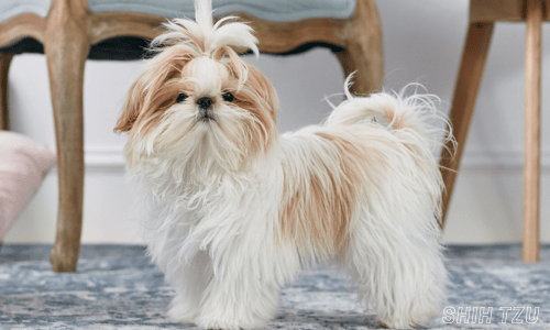 Hypoallergenic dog breeds