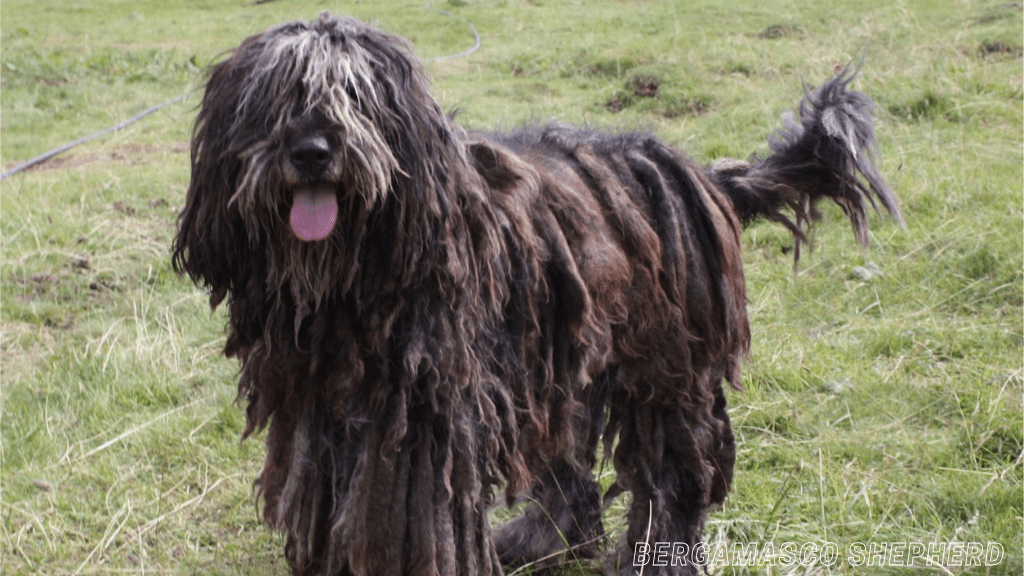 Rare dog breeds