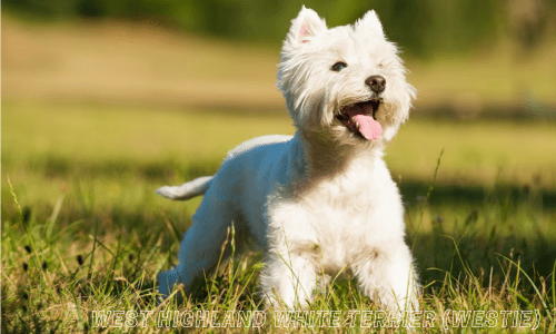 Hypoallergenic dog breeds