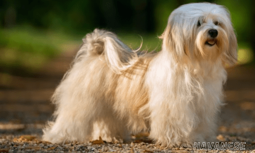 Hypoallergenic dog breeds