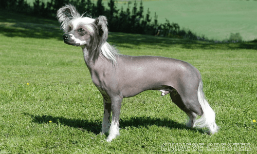 Hypoallergenic dog breeds