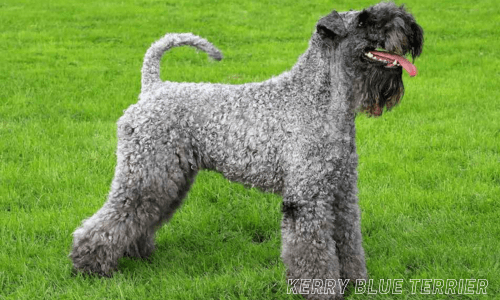 Hypoallergenic dog breeds