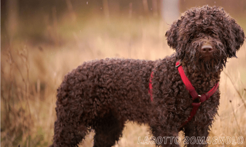 Hypoallergenic dog breeds