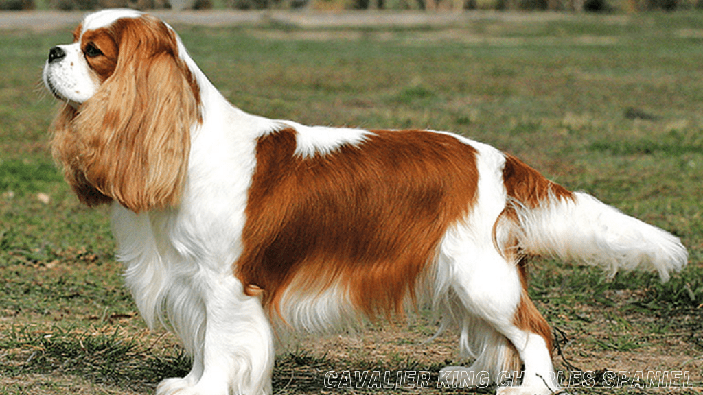 Dog breeds for first-time owners