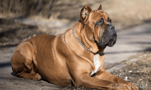 Guard dog breeds for home protection