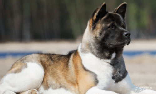 Guard dog breeds for home protection