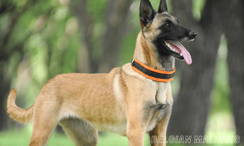 Guard dog breeds for home protection