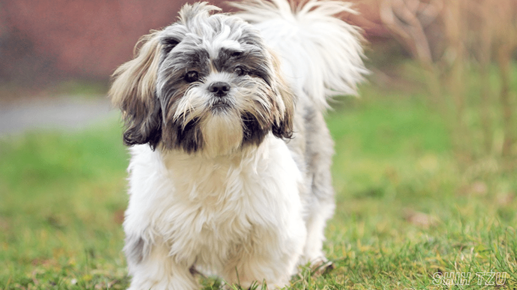 best small dog breeds for apartment