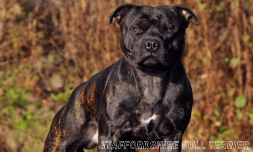 Guard dog breeds for home protection