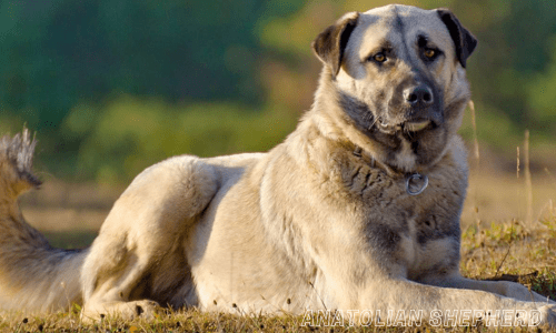 Guard dog breeds for home protection