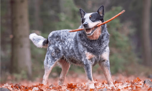 Healthiest dog breeds