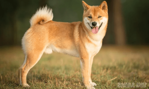 Healthiest dog breeds