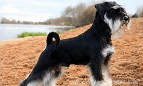 Healthiest dog breeds