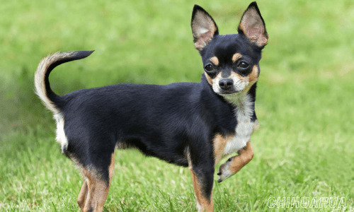 Healthiest dog breeds