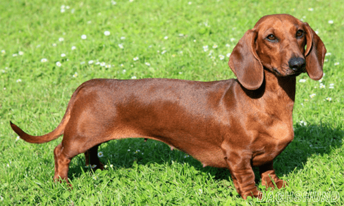 Healthiest dog breeds