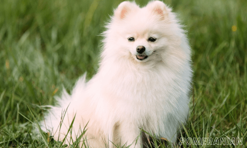 Healthiest dog breeds