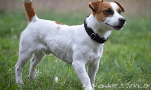 Healthiest dog breeds