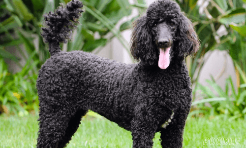 Healthiest dog breeds