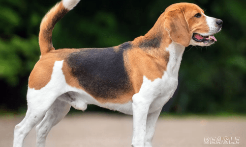 Healthiest dog breeds