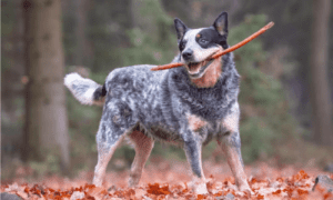 Healthiest dog breeds