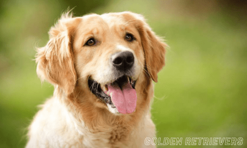 Photogenic dog breeds for Instagram"