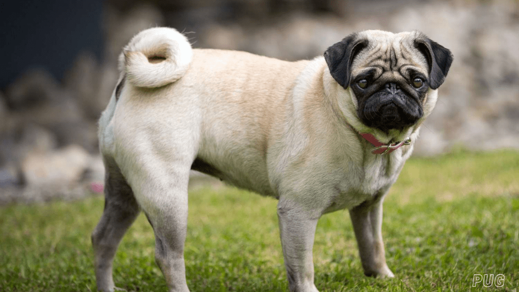 best small dog breeds for apartment