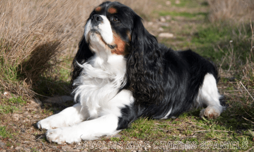 Dog breeds for emotional support