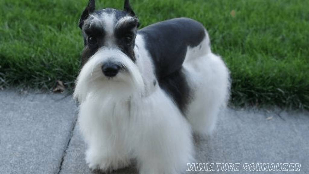 best small dog breeds for apartment