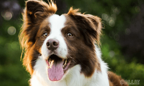 Family-friendly dog breeds for kids