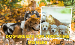 Dog breeds for first-time owners