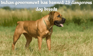 Indian government has banned 23 dangerous dog breeds