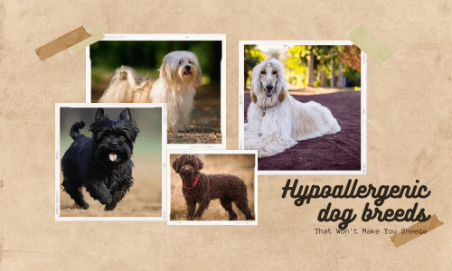 Hypoallergenic dog breeds