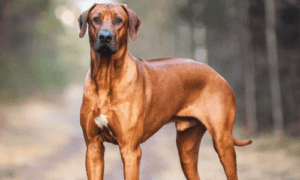 Guard dog breeds for home protection