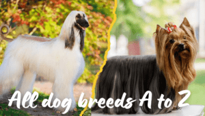 all dog breeds a to z