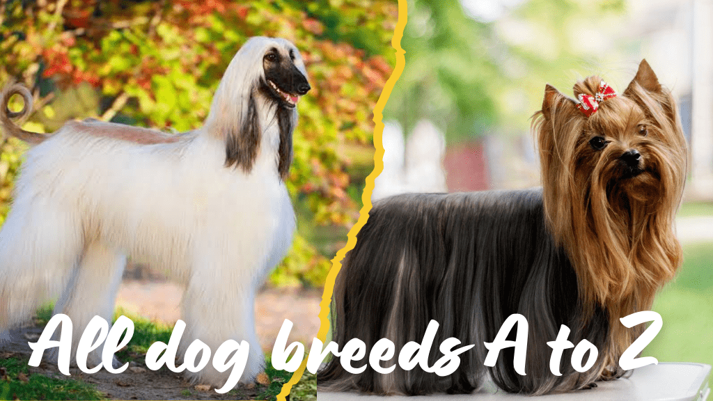 all dog breeds a to z