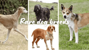 Rare dog breeds