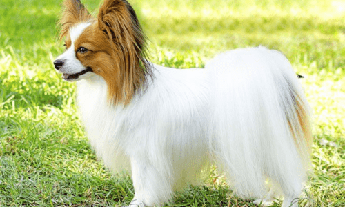 Cutest small dog breeds