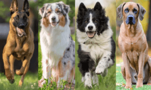 Strong and powerful dog breeds for active people