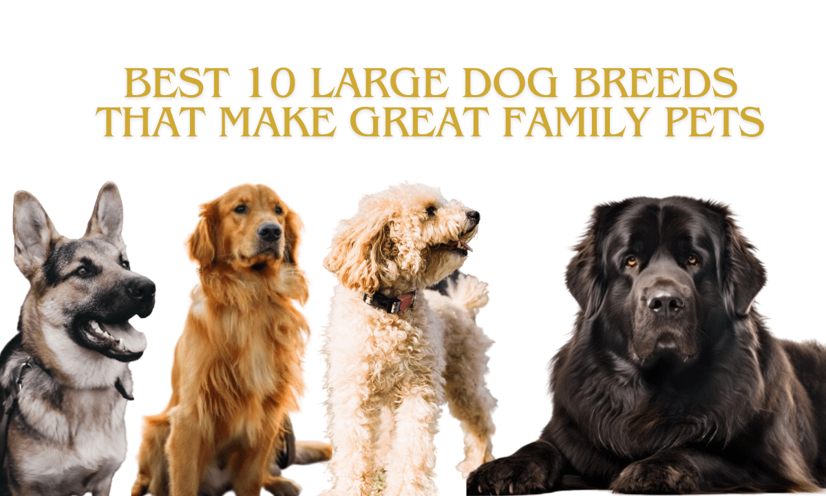 Large dog breeds for families