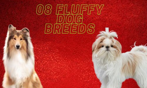"Fluffy dog breeds"
