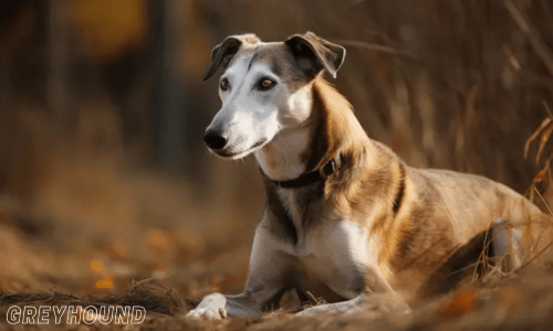 Fastest dog breeds for running