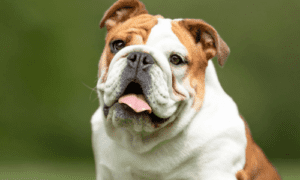 Popular Dog Breeds in America