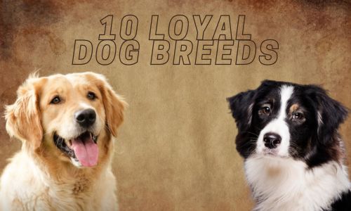 "Loyal dog breeds"