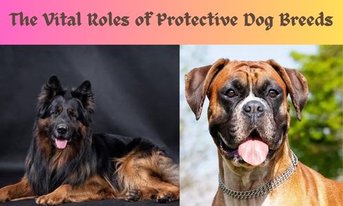 Protective dog breeds